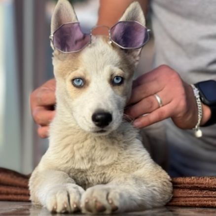 PETS AND HOME